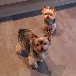 Haidie et ixelle profile