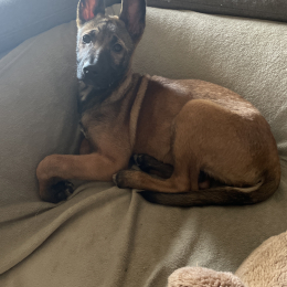 Nala profile