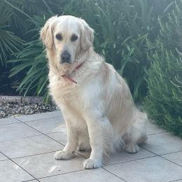 Toune profile