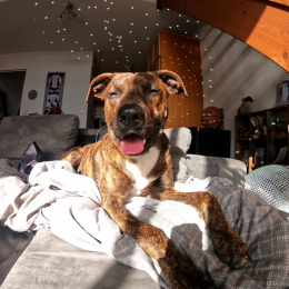 Olie profile