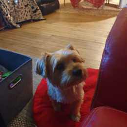 Oscar profile