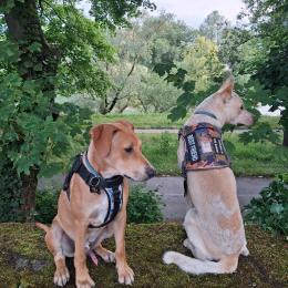 Aka viggo et leo profile