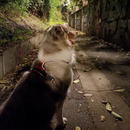 Rio profile