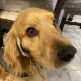 Plouf profile