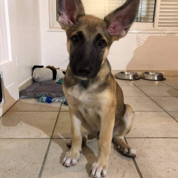 Doggo profile