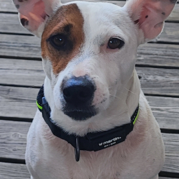 Loki profile