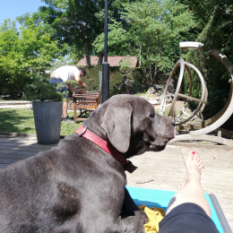 Doggo profile