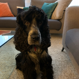 Milo profile