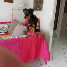 Frida profile