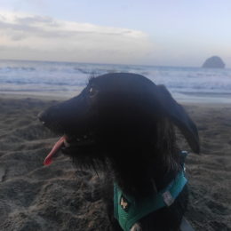 Poof profile