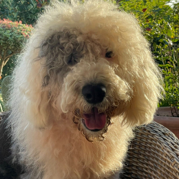 Roméo profile