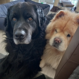 Fenzo et fidji profile