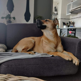 Nova profile