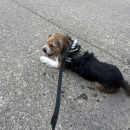 Bilbo profile