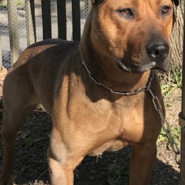 Laika profile