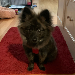Saïko profile