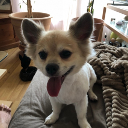 Nala et guizmo profile