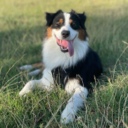Taïko profile
