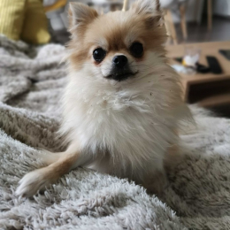 Lou profile