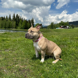 Bloom profile