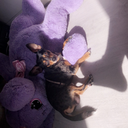 Monsieur prince profile