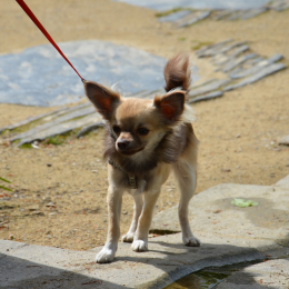Icare, un chihuaha profile