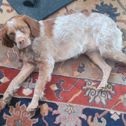 Brisset valérie profile