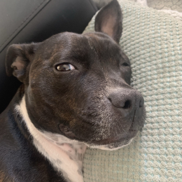 Pita profile