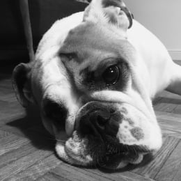 Poupie profile