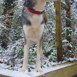 Snow profile
