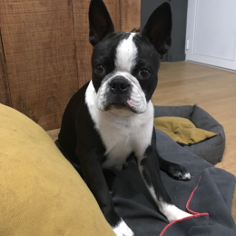 Leon profile