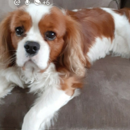 Doggo profile