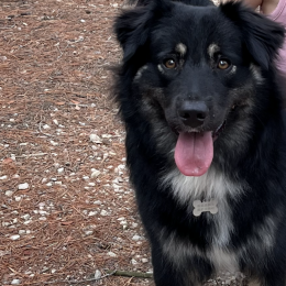 Baloo profile