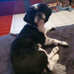 Doggo profile
