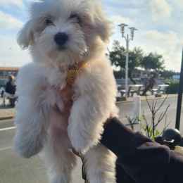 Choupette profile