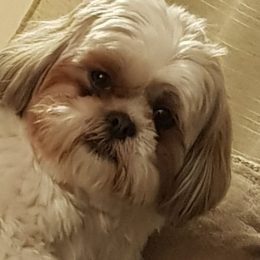 Pacha profile