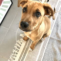 Doggo profile