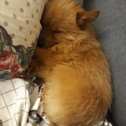 Axel profile