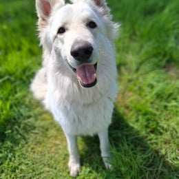 Usko profile