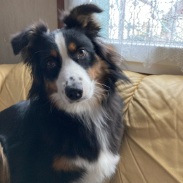 Rubie profile