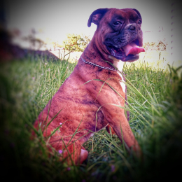 Wallace profile