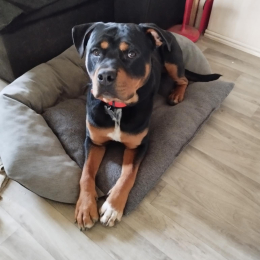 Tyson profile