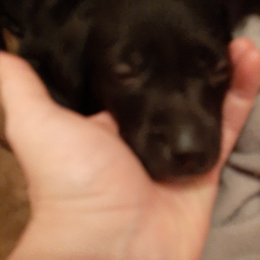 Zeus profile