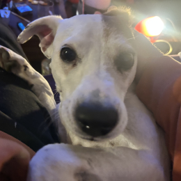 Mia profile