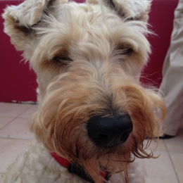 Martine profile