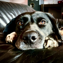 Oggy profile