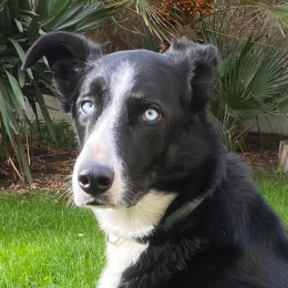 Malko profile