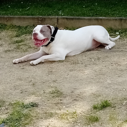 Tyson profile