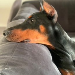 Hatik profile