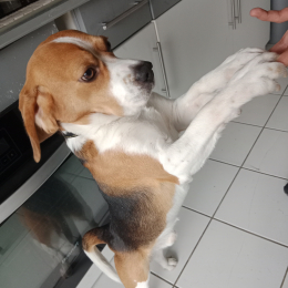 Le chien profile